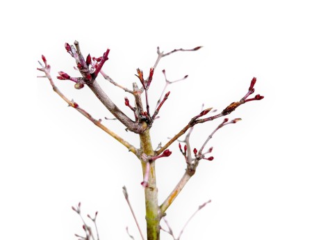 Bonsái de arce P. Katsura de 34 cm | Maceta redonda de gres