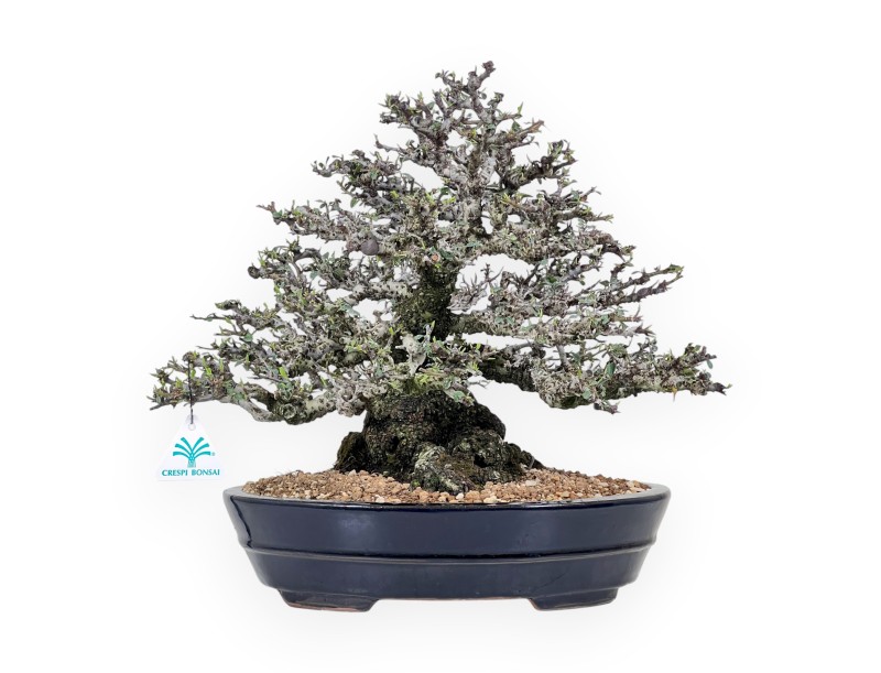 Bonsai di Pyracantha da 52 cm | Vaso ovale blu scuro