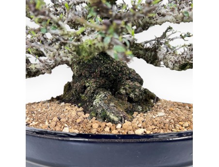 Bonsai di Pyracantha da 52 cm | Vaso ovale blu scuro