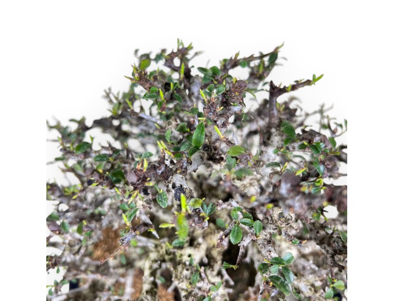 Bonsai di Pyracantha da 52 cm | Vaso ovale blu scuro
