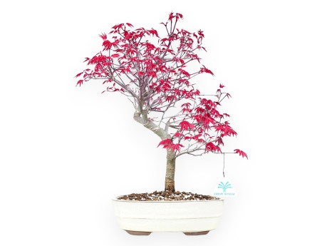 Maple bonsai 43 cm | Cream oval pot