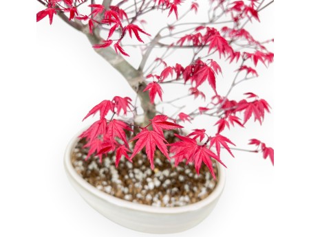 Bonsaï de Érable de 43 cm | Pot ovale crème