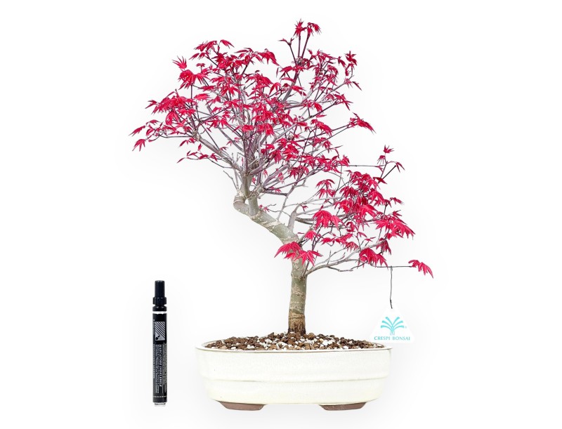 Bonsái de arce de 43 cm | Maceta oval crema