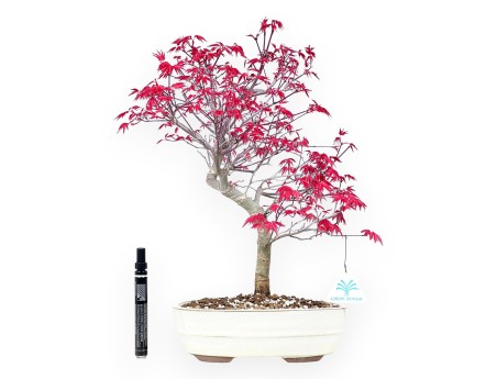 Bonsaï de Érable de 43 cm | Pot ovale crème