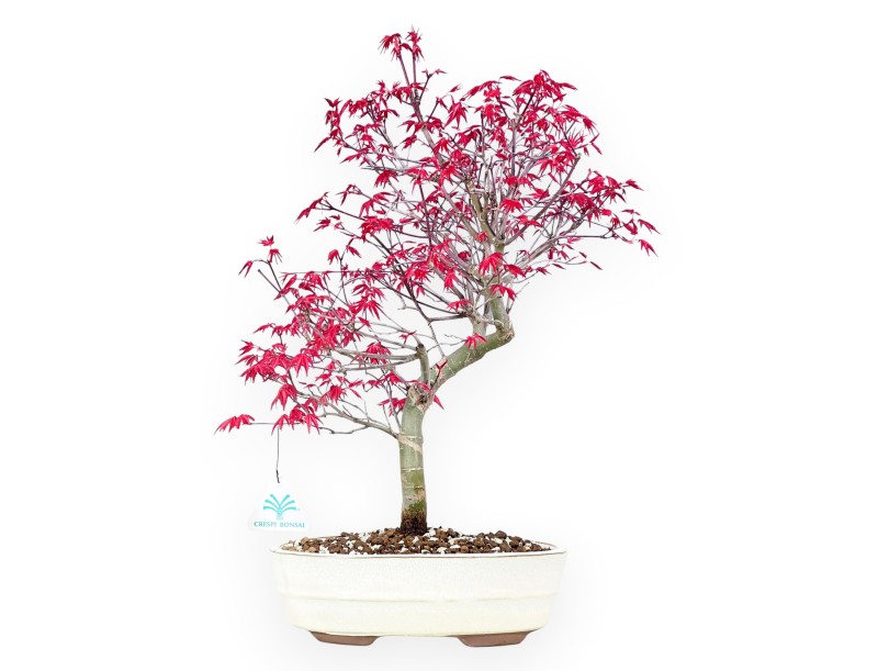 Maple bonsai 43 cm | Cream oval pot