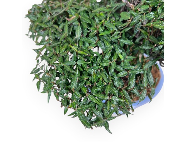 Trachelospermum Bonsai von 24 cm | Oval hellblau Topf 2