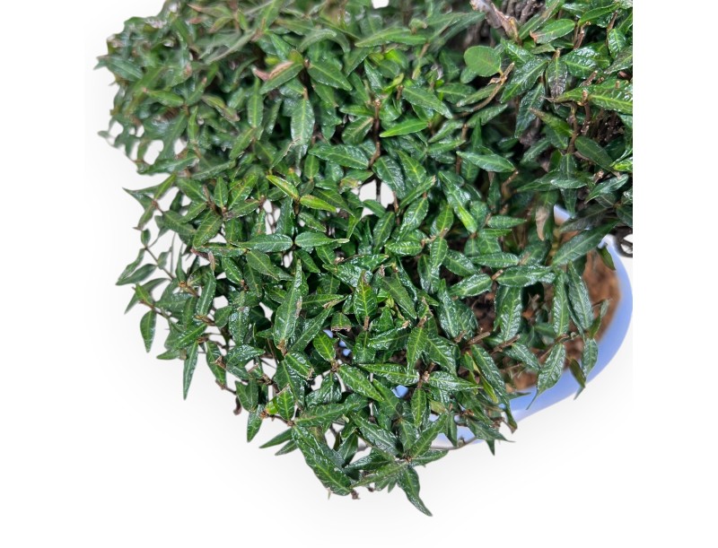 Trachelospermum Bonsai von 24 cm | Oval hellblau Topf