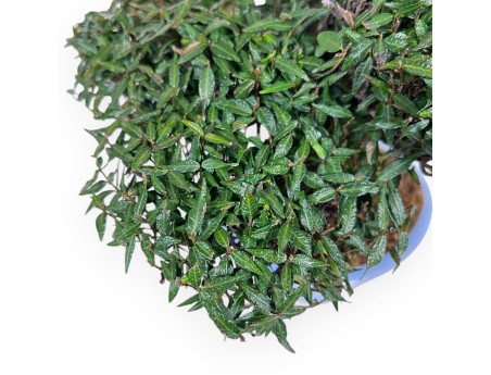 Trachelospermum bonsai de 24 cm | Pot ovale bleu clair
