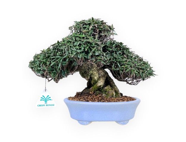 Trachelospermum Bonsai von 24 cm | Oval hellblau Topf