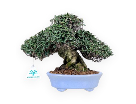 Bonsai di Trachelospermum da 24 cm | Vaso ovale azzurro