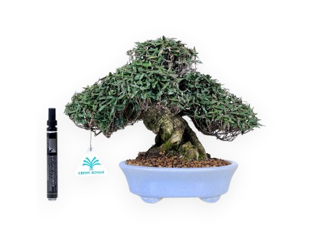 Trachelospermum bonsai 24 cm | Ovaal lichtblauw pot