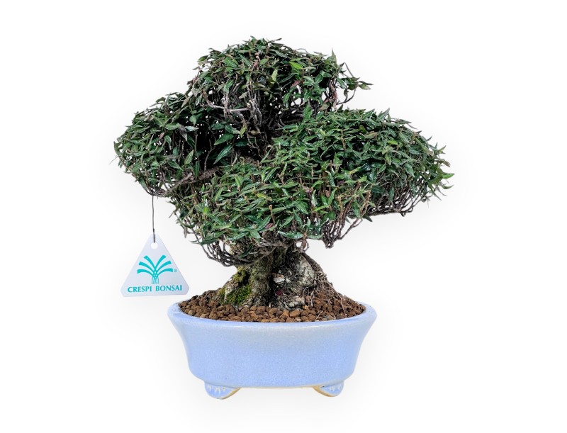 Trachelospermum Bonsai von 24 cm | Oval hellblau Topf