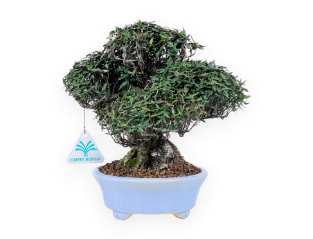 Trachelospermum bonsai, 24 cm | Light blue oval pot