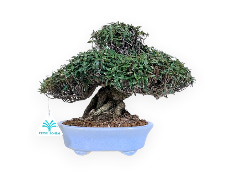 Trachelospermum bonsai de 24 cm | Maceta oval azul claro