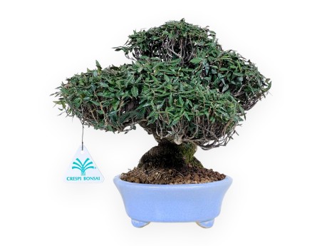 Trachelospermum Bonsai von 24 cm | Oval hellblau Topf