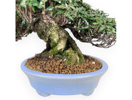 Trachelospermum bonsai, 24 cm | Light blue oval pot