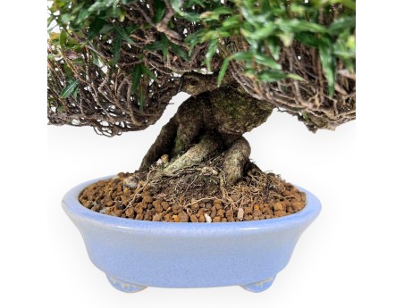 Trachelospermum Bonsai von 24 cm | Oval hellblau Topf