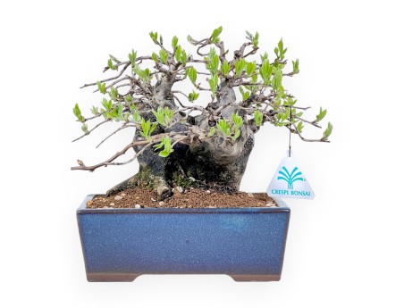 Diospyros kaki Bonsai von 22 cm | Rechteckig blau Topf