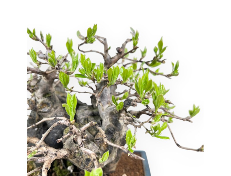 Diospyros kaki bonsai de 22 cm | Pot rectangulaire bleu