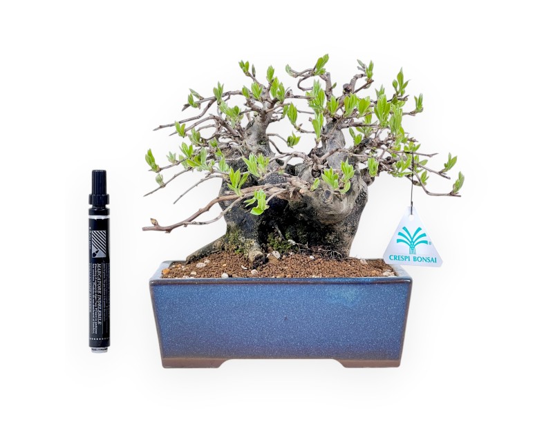 Diospyros kaki Bonsai von 22 cm | Rechteckig blau Topf