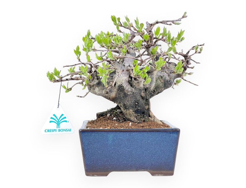 Diospyros kaki bonsai de 22 cm | Maceta rectangular azul