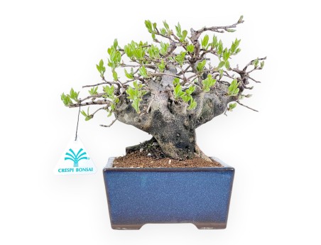 Diospyros kaki bonsai de 22 cm | Maceta rectangular azul
