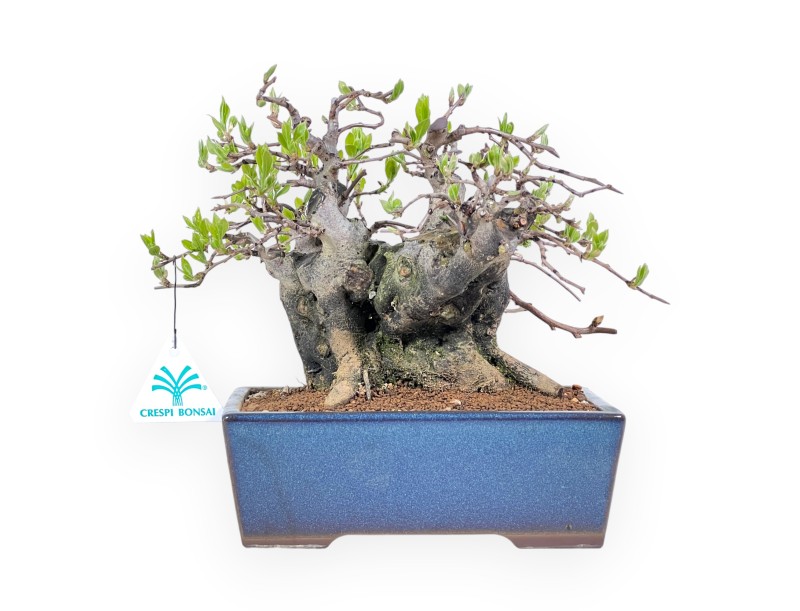 Diospyros kaki bonsai de 22 cm | Pot rectangulaire bleu