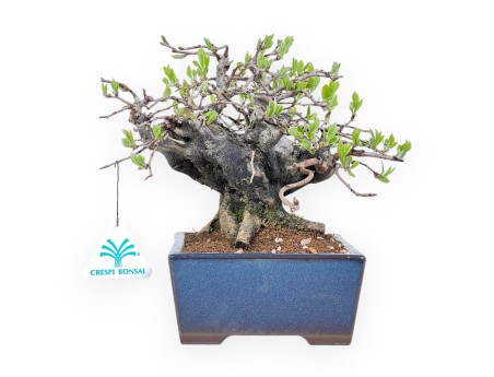 Diospyros kaki bonsai de 22 cm | Maceta rectangular azul