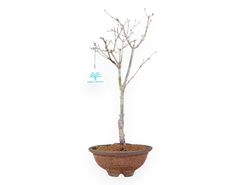 Maple palm. Aoyagi bonsai 41 cm | Round stoneware pot
