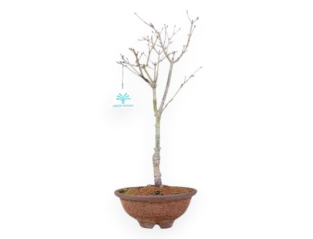 Maple palm. Aoyagi bonsai 41 cm | Round stoneware pot