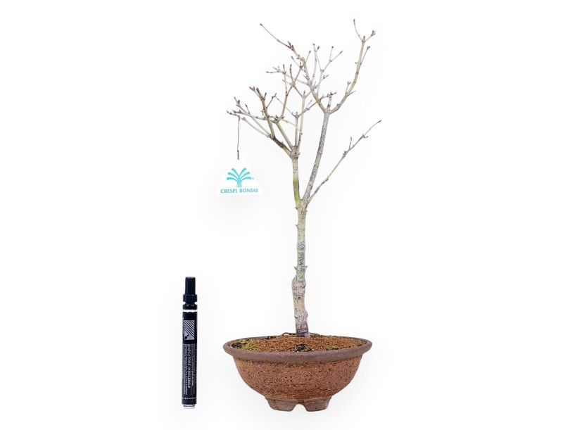 Erable palm. Aoyagi bonsai de 41 cm | Pot rond en grès