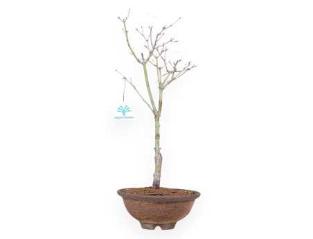 Maple palm. Aoyagi bonsai 41 cm | Round stoneware pot
