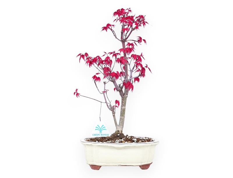 Maple bonsai 38 cm | Cream cloud pot