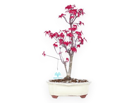 Esdoorn bonsai van 38 cm | Wolk crème pot