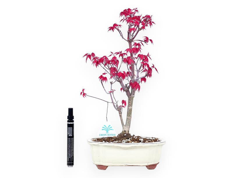 Bonsái de arce de 38 cm | Maceta nube crema