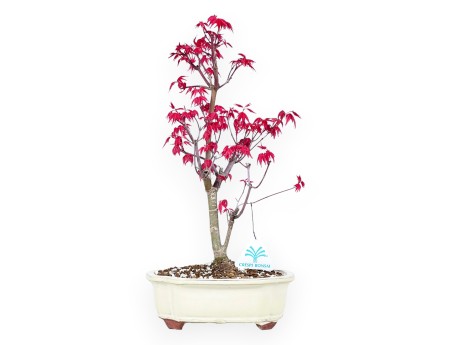Maple bonsai 38 cm | Cream cloud pot