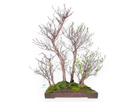 Stewartia Bonsai von 61 cm | Rechteckiger Steingut Topf