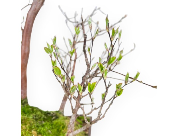 Stewartia Bonsai von 61 cm | Rechteckiger Steingut Topf 2