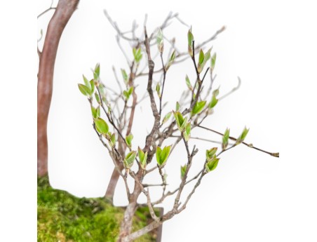 Stewartia Bonsai von 61 cm | Rechteckiger Steingut Topf