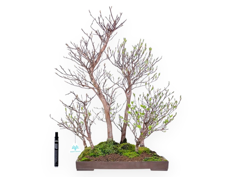 Stewartia Bonsai von 61 cm | Rechteckiger Steingut Topf