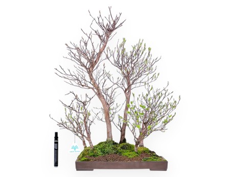 Stewartia Bonsai von 61 cm | Rechteckiger Steingut Topf