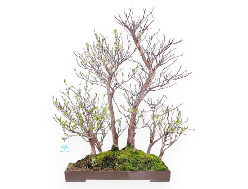 Stewartia Bonsai von 61 cm | Rechteckiger Steingut Topf