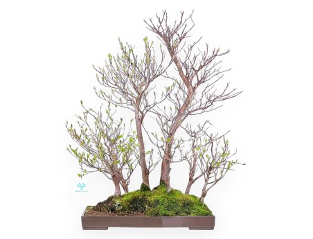 Stewartia Bonsai von 61 cm | Rechteckiger Steingut Topf