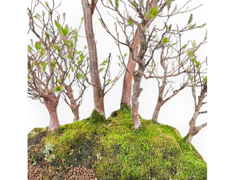 Stewartia Bonsai von 61 cm | Rechteckiger Steingut Topf