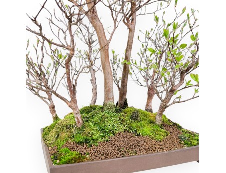 Stewartia Bonsai von 61 cm | Rechteckiger Steingut Topf