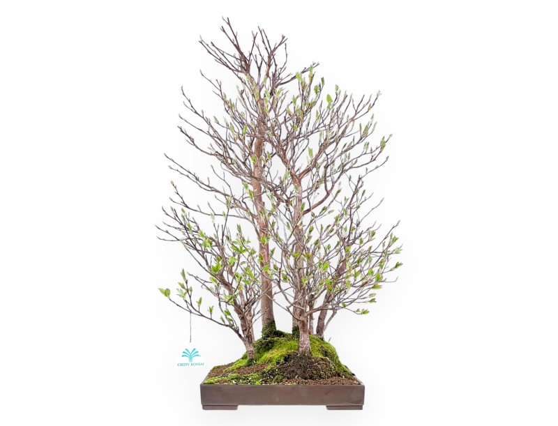 Stewartia Bonsai von 61 cm | Rechteckiger Steingut Topf