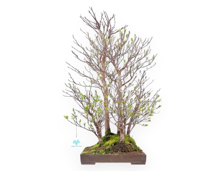 Stewartia Bonsai von 61 cm | Rechteckiger Steingut Topf