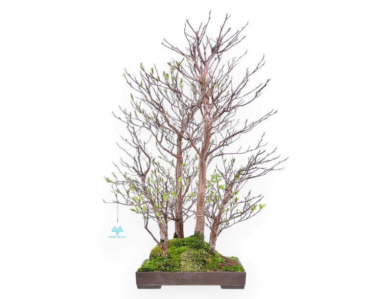 Stewartia Bonsai von 61 cm | Rechteckiger Steingut Topf