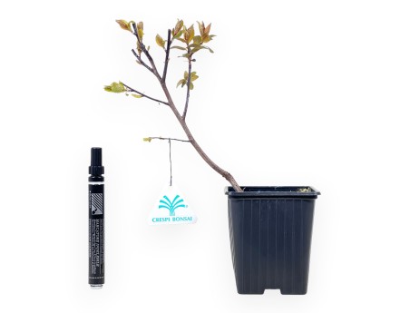 Prunus Cerasifera Choco Creme Bonsai - Jonge Plant
