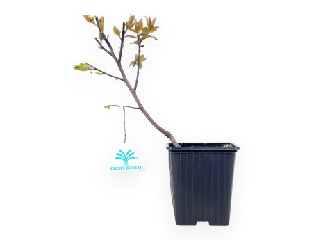 Prunus Cerasifera Choco Creme Bonsai - Jonge Plant